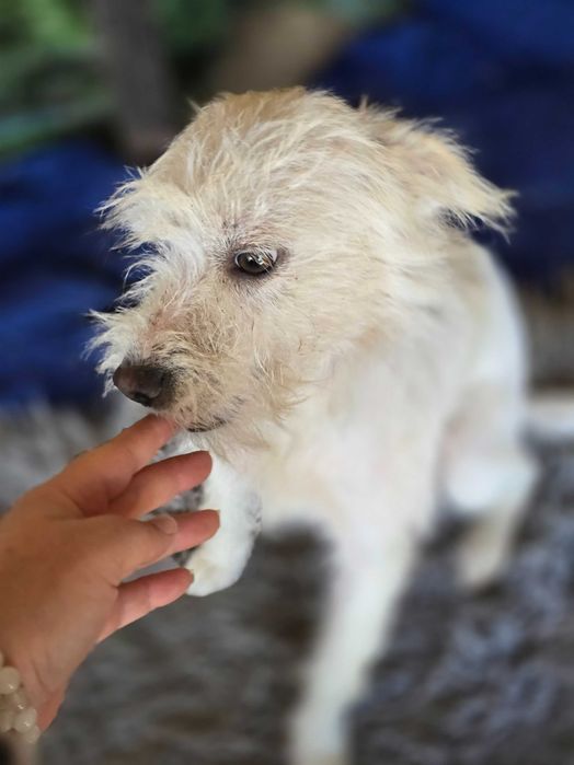Cães para adoção