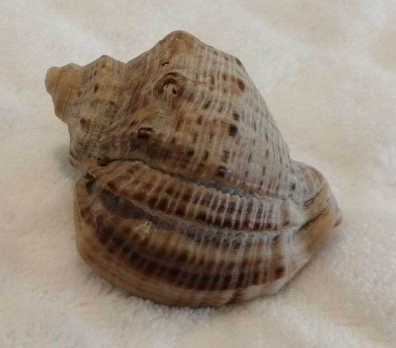Muszla 4,8cm, 62 (Kreatywne)