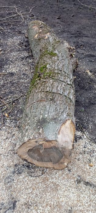 Продам деревину горіха. Довжина Горіха 2,60 м. Діаметер 40 см.