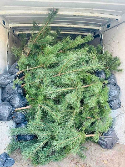 Продам саджанці Кримської Сосни, саджанці Сосни купити.