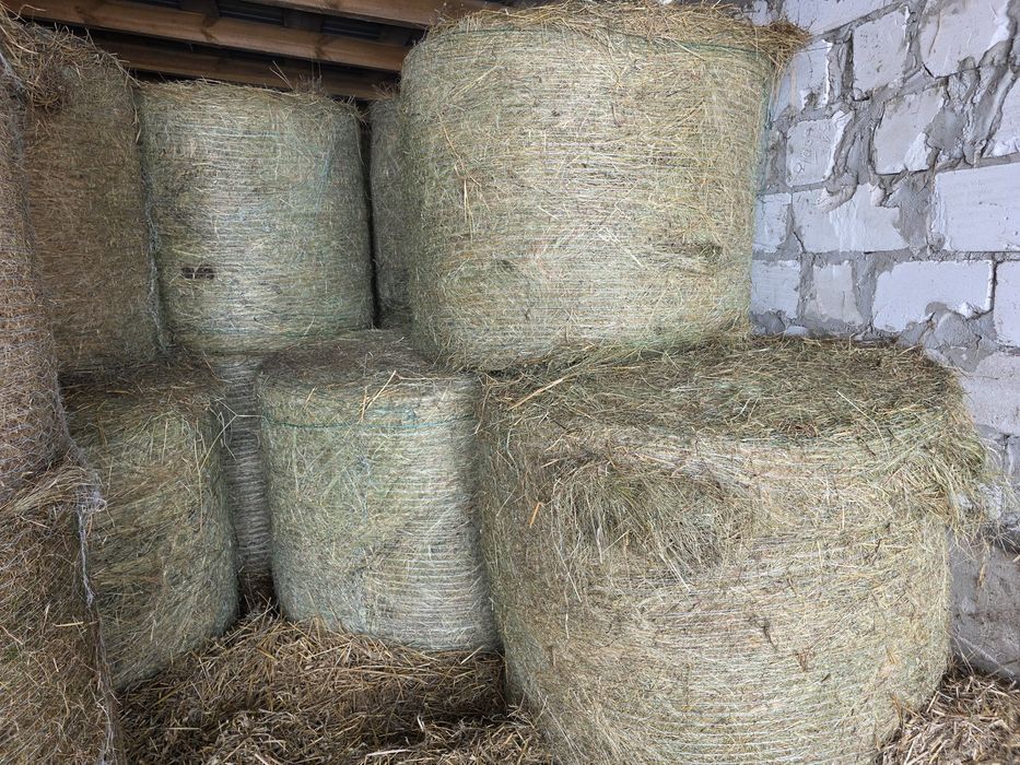 Siano bele sprzedam  po pasówce