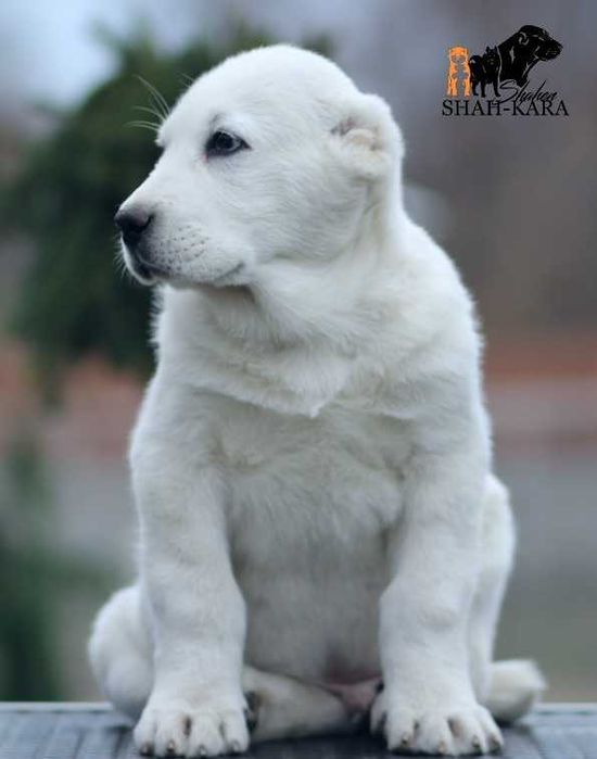 Крупний білий кобель САВ