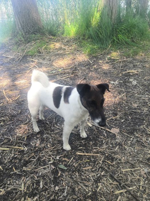 Фокстерьер мальчик вязка