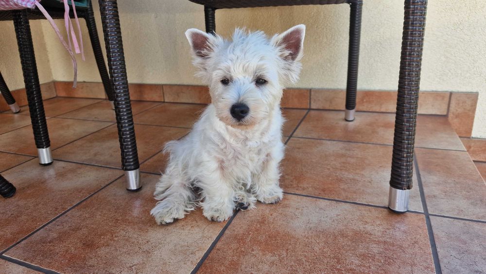 piesek West Highland White Terrier FCI z metryką ZKwP -po MultiChampionie