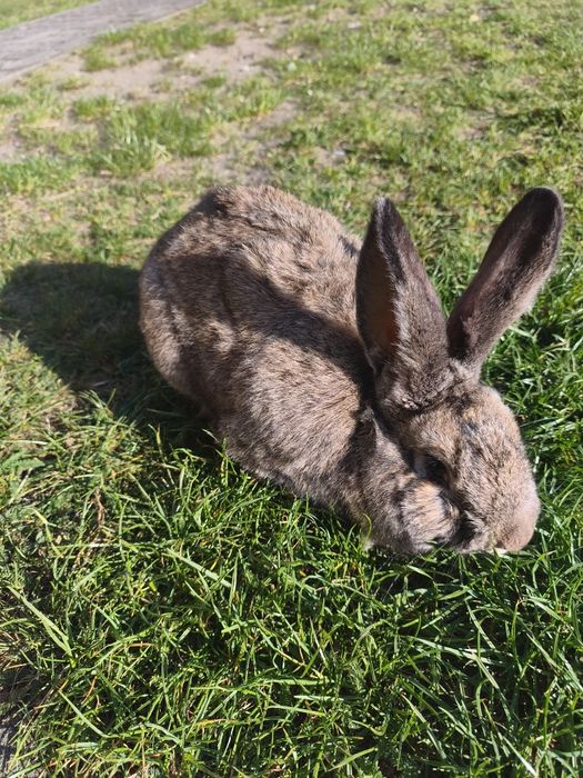 Królik samiec młody