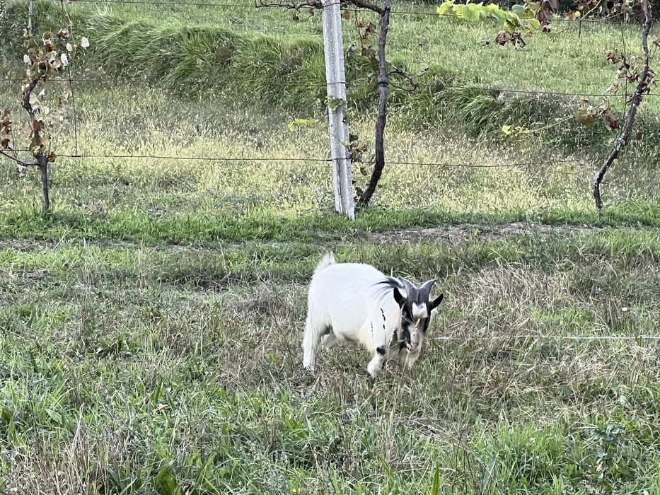 Cabrito anão com um ano e meio