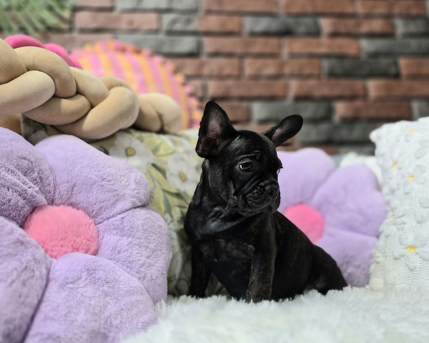 dziewczynka buldog francuski gotowa do odbioru
