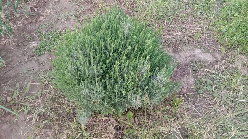 Лаванда кущі 3 річні