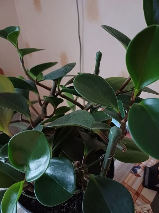 Продам вазон 580гр