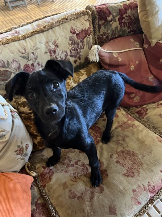 Maple, com 3 meses, para adoção responsável