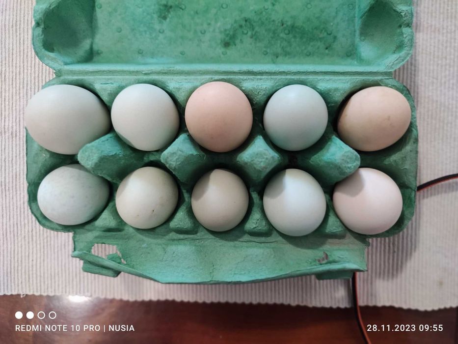 Jaja wiejskie, jajka od kurek ,na wolnym wybiegu