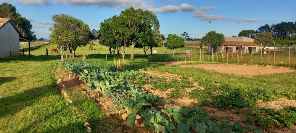 1ha Quinta murada com casa de habitação e terreno agrícola