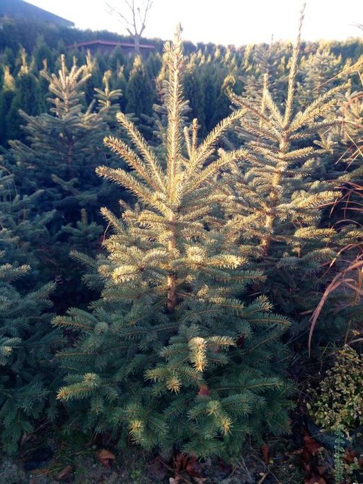 Choinka świąteczna żywa świerk srebrny pospolity jodła cięte doniczka