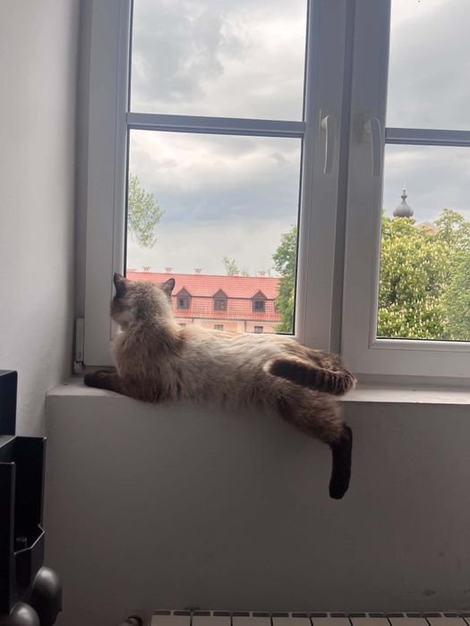 Dabby kocurek szuka domu