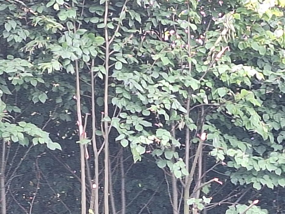 Drzewa do wycięcia na opał, pelet