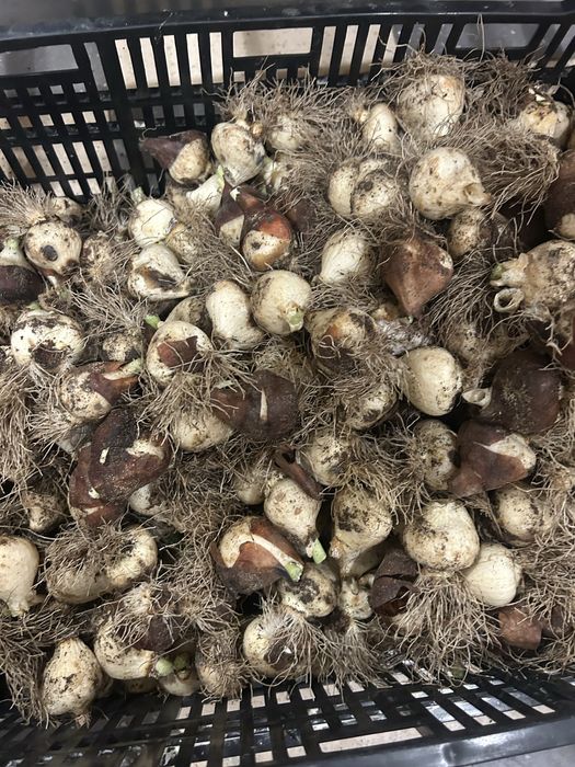 Продам цибулини тюльпанів