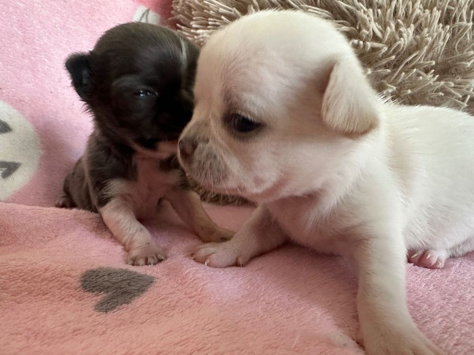 Chihuahua mini krótkowłosa