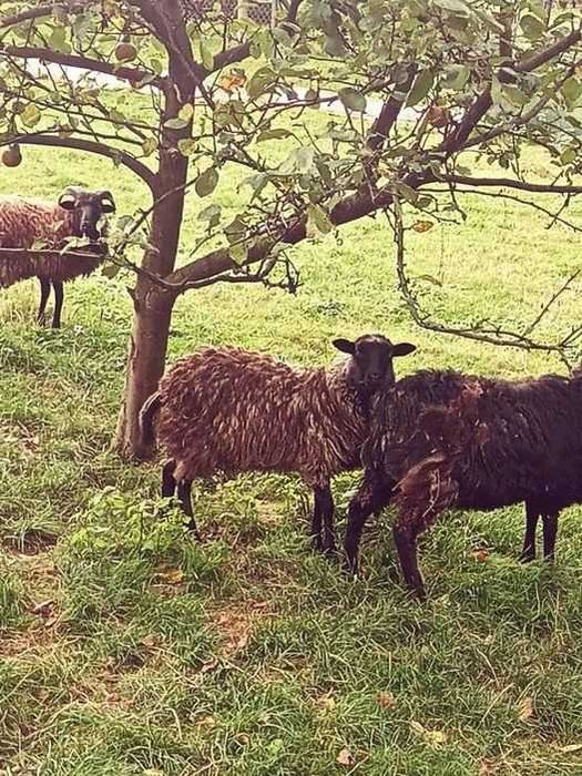 Jagniecina mloda tuszki polecam..