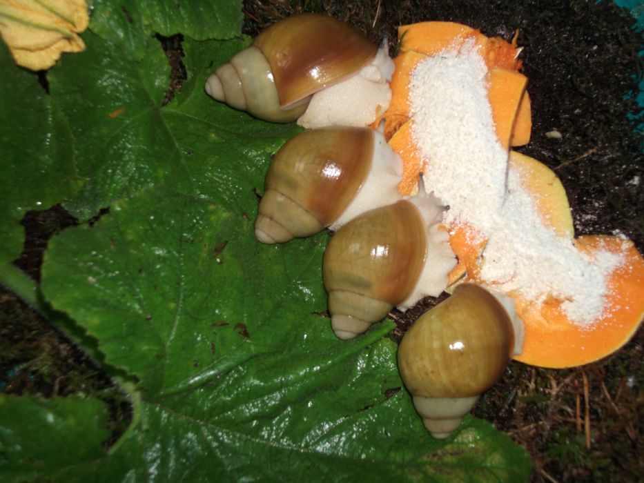 Кальций для улиток из известняка и скорлупы яичной