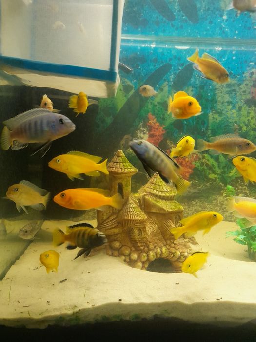 Pyszczaki  malawi mlode