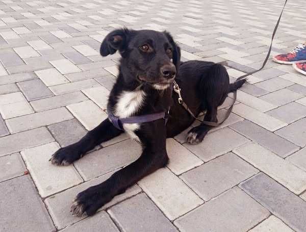 Песик шукає родину