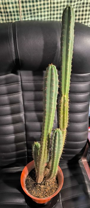 Сан-Педро (Trichocereus pachano), оригинал.