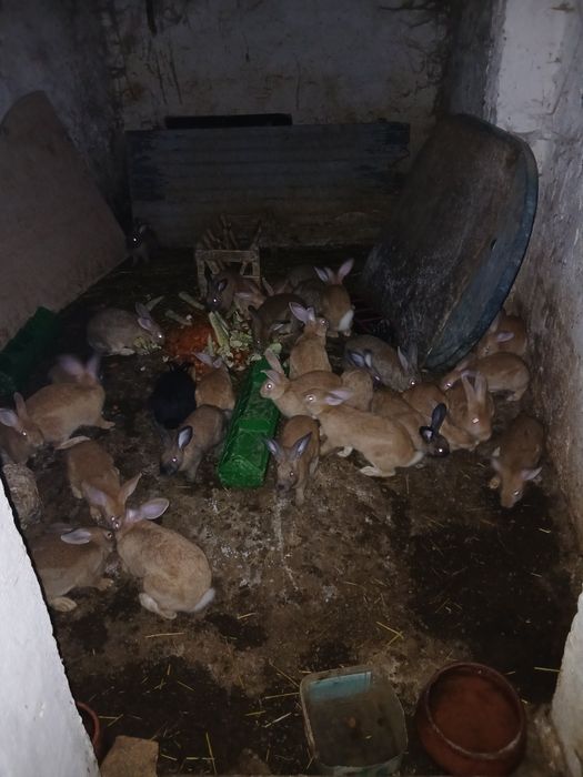 Coelhos consumo criação