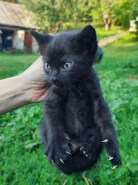 Віддамо  кошенят в гарні руки