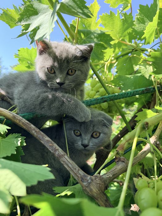 Британські кошенята