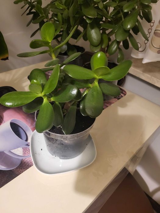 Grubosz czyli "Drzewko szczęścia"