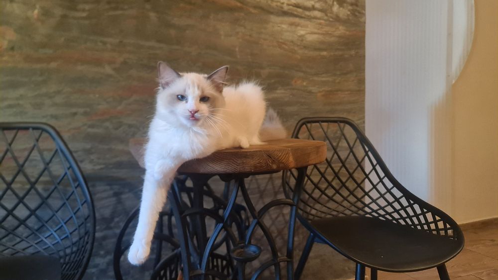 Koteczka ragdoll Dafcia