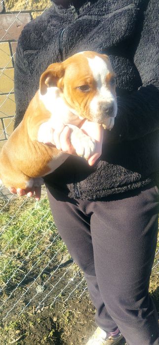 Стаффордширський бультер'єр