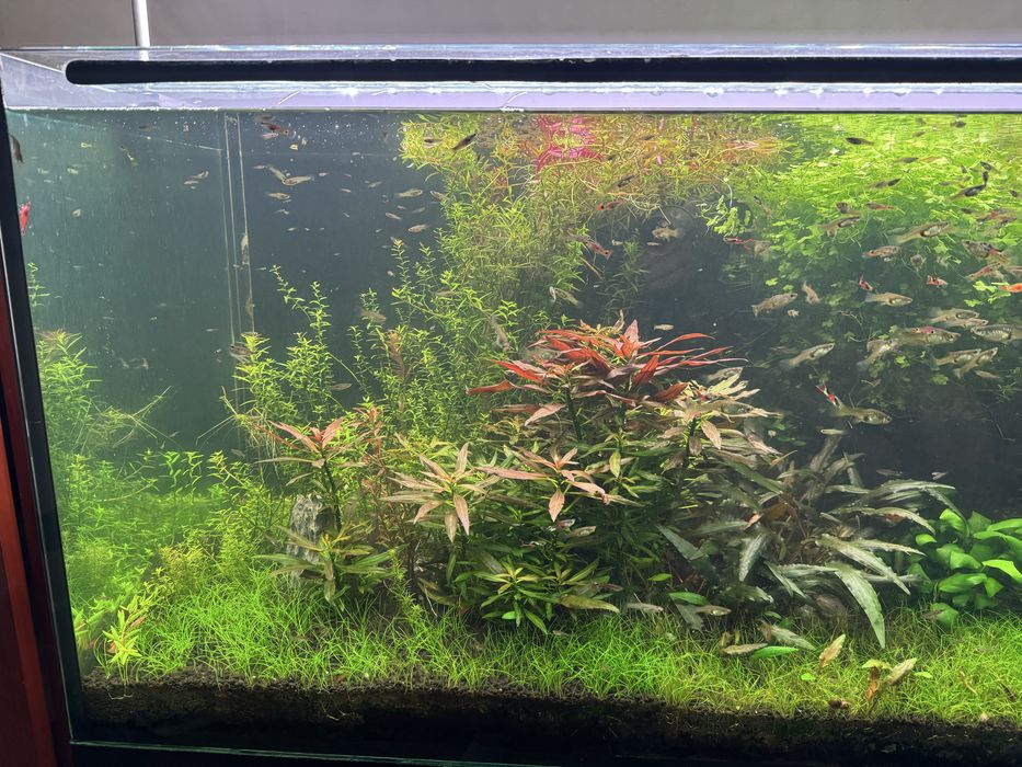 Vendo aquário plantado completo 120 X 50 X50 com filtro JBL 1502 sistema CO2 luminária week Aqua e móvel