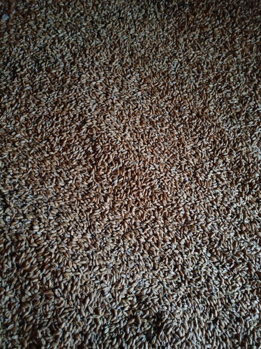 Pszenżyto, owies, wyka