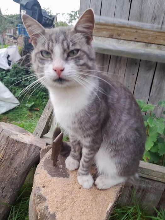 Віддам в добрі руки.