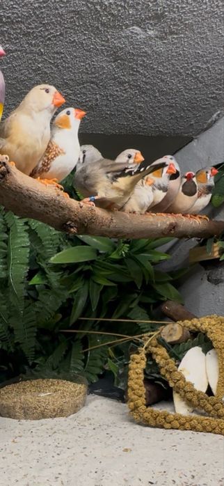casais de mandarins disponiveis