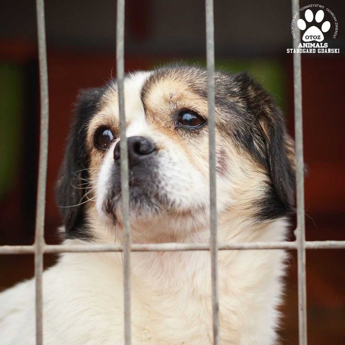 Niesmiała psinka Carmen szuka domu