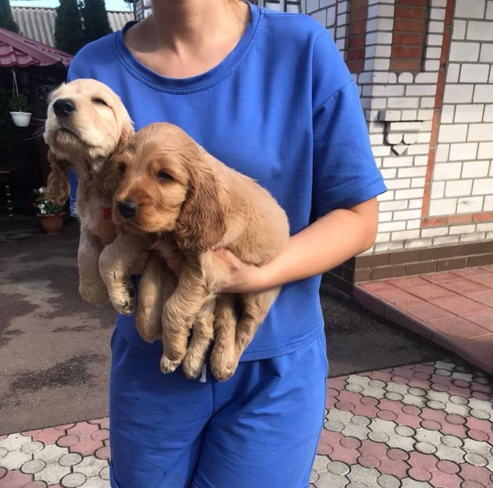 Продам цуценят Спаніельчиків