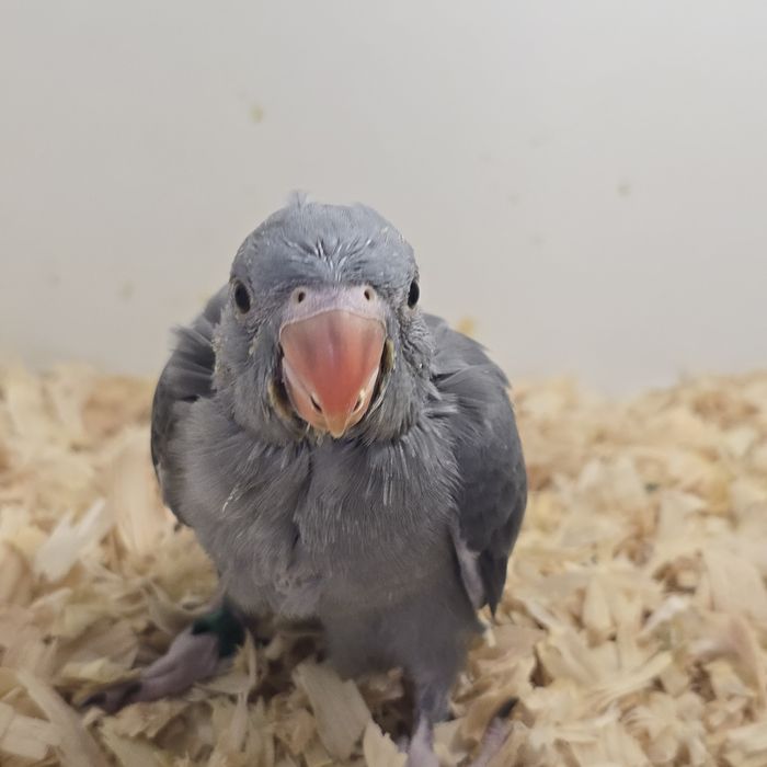 Lindos Ringnecks  Verdadeiros Companheiros de Estimação