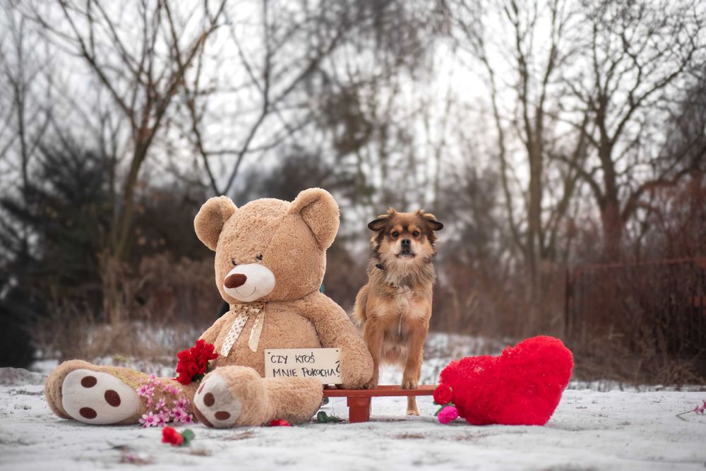 Pies Nr 04306 LEO Schronisko Chorzów PsiKot