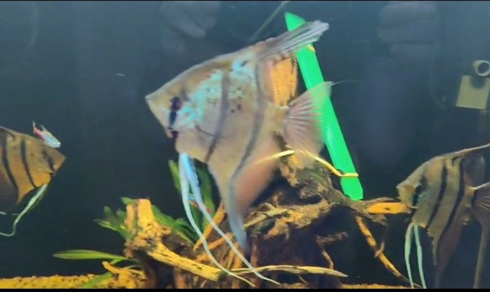 MISIEKZOO Pielęgnice - Skalary Rio Nanay