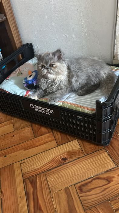 Linda Gata  Persa