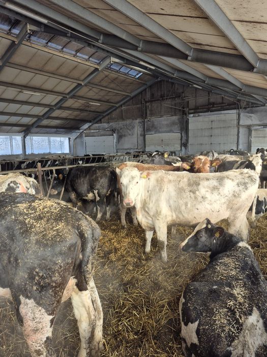 Jałowki wysokocielne