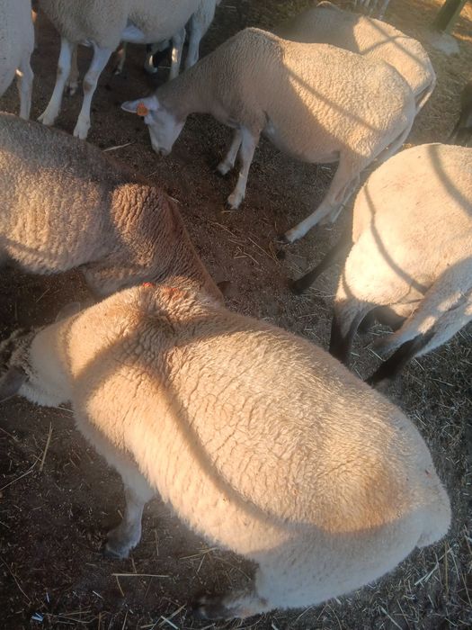 Vendo um borrego