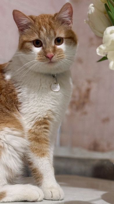 Котику потрібна родина