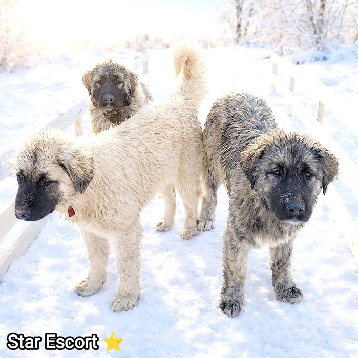 Цуценята кавказької вівчарки розплідник Start Escort кавказская