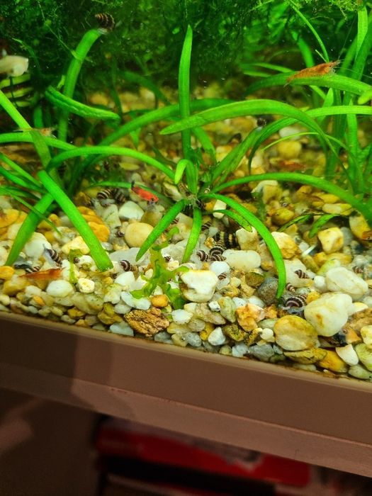 Helenki ślimaki mięsożerne