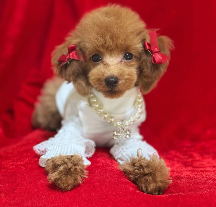 Той пудель,крошечная девочка!