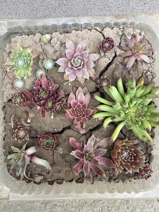 Молодила. Кам'яні троянди.