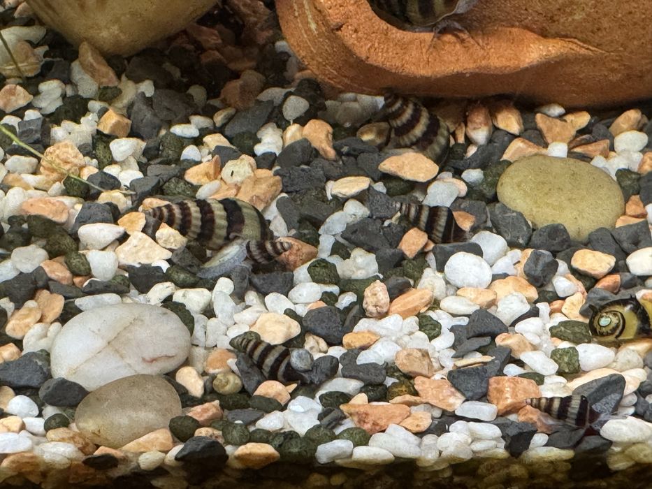 Búzios Helena - Porto, Massarelos